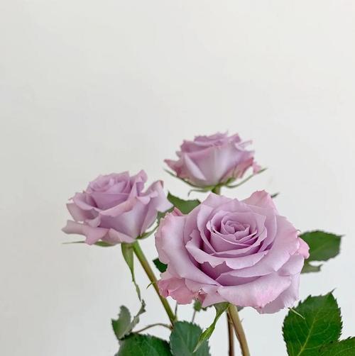 15朵玫瑰花有何特殊含义？15朵玫瑰花在花语中代表什么？