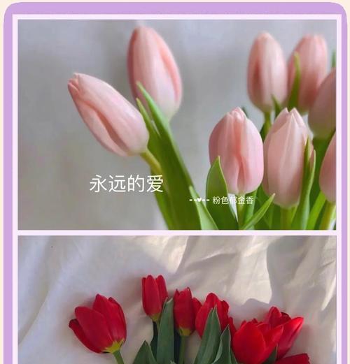 郁金香花语背后的文化故事有哪些？