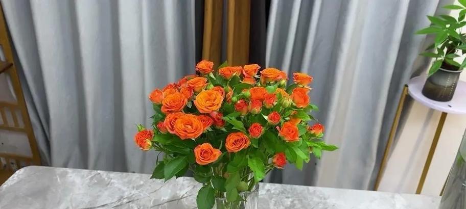 橙芭比花的花语是什么？它在花语中有哪些特别之处？