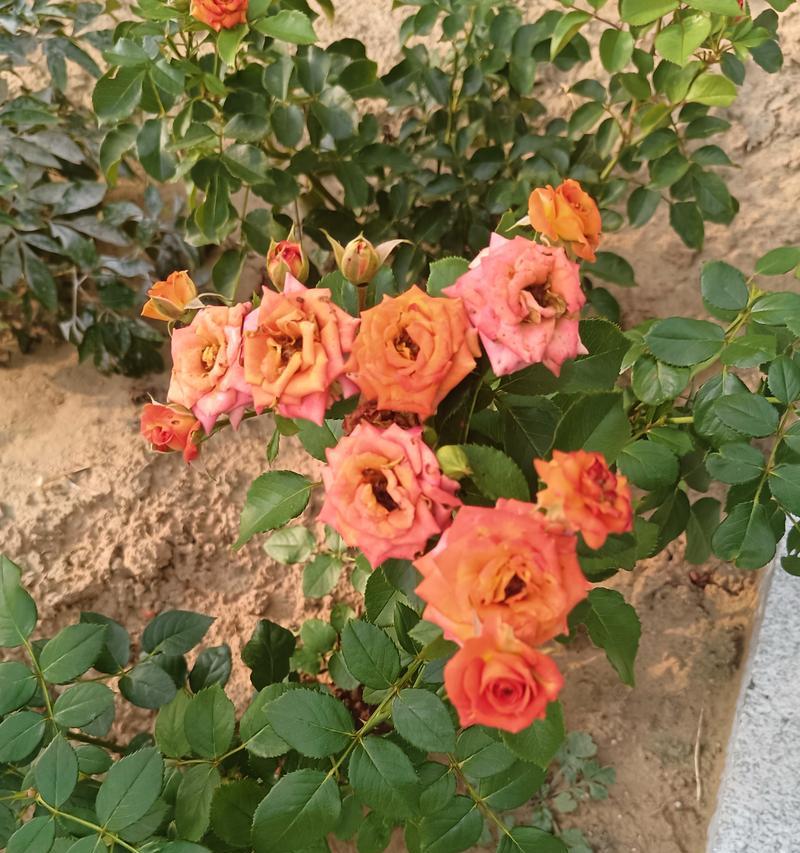 橙芭比花的花语是什么？它在花语中有哪些特别之处？