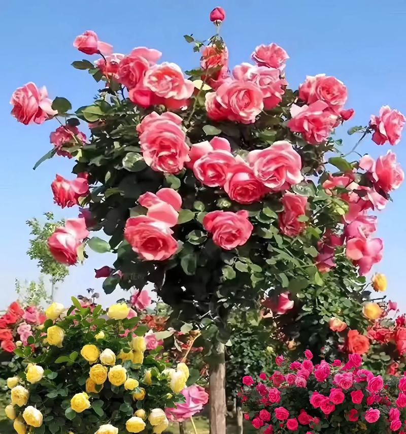 玫瑰花代表的含义是什么？不同数量的玫瑰花有何不同的花语？