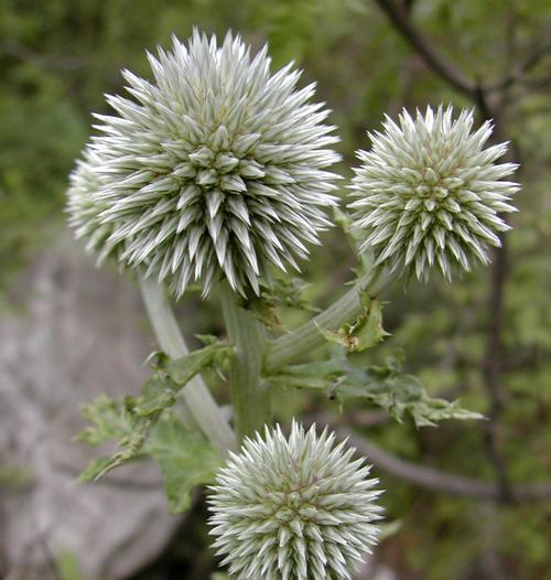 西洋诗草的花语代表了什么？
