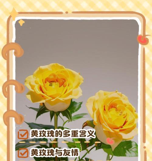 捡玫瑰花有什么特别含义？