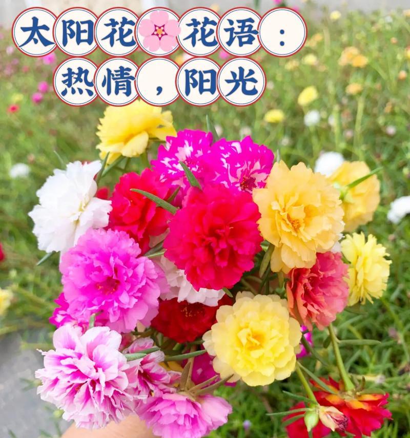 冬天里的阳光花语有何含义？它象征着什么？