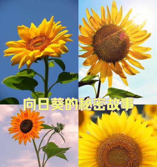 冬天里的阳光花语有何含义？它象征着什么？