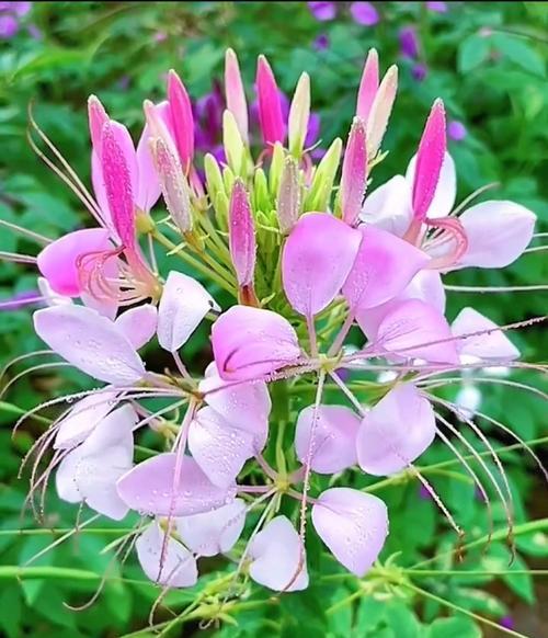 蝶花语的含义是什么？