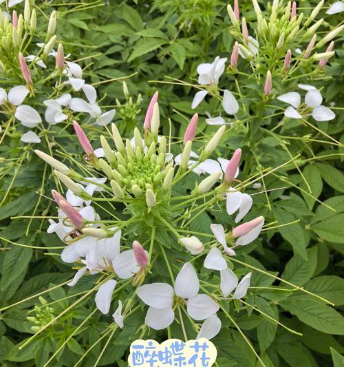 蝶花语的含义是什么？