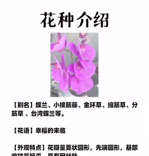 蝶花语的含义是什么？