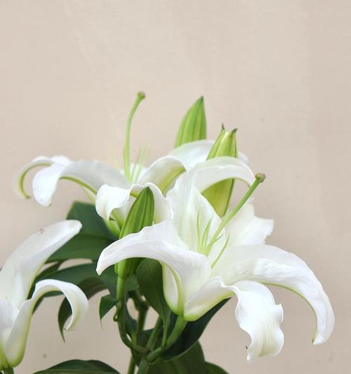 友情长久的花语有哪些？