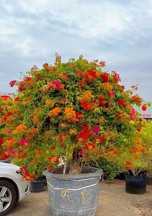 热烈坚韧的花语适合哪个生肖？