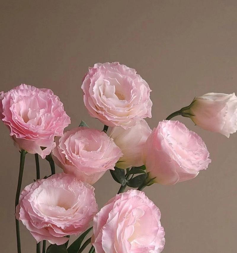 洋桔梗的花语寓意白色是什么？金玫瑰花束寓意及花语又是什么？