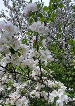 苹果花的花语代表了什么？