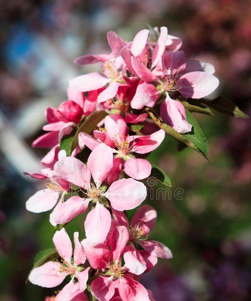苹果花的花语代表了什么？