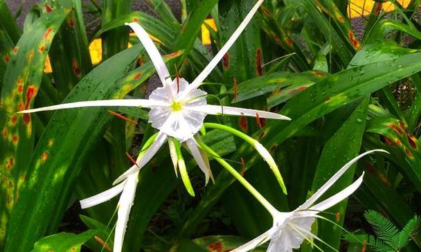 白蜘蛛兰代表什么？花语有哪些含义？