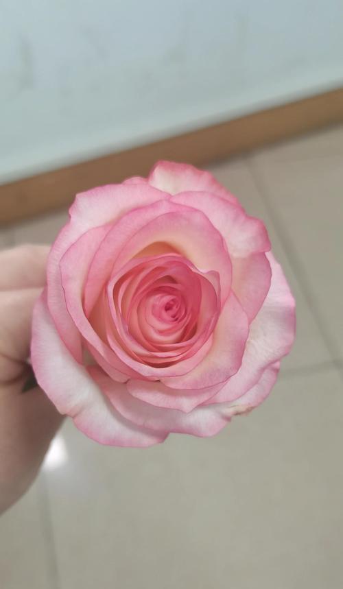 哪种花代表“我眼中只有你”？花语中表达专一的花有哪些？