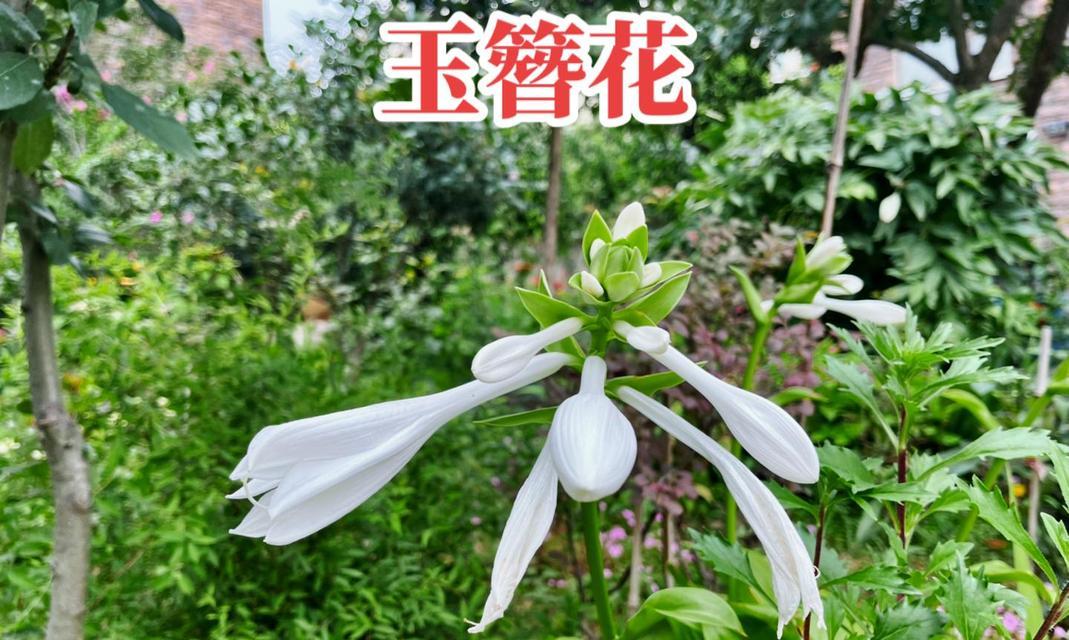 哪种花代表“我眼中只有你”？花语中表达专一的花有哪些？