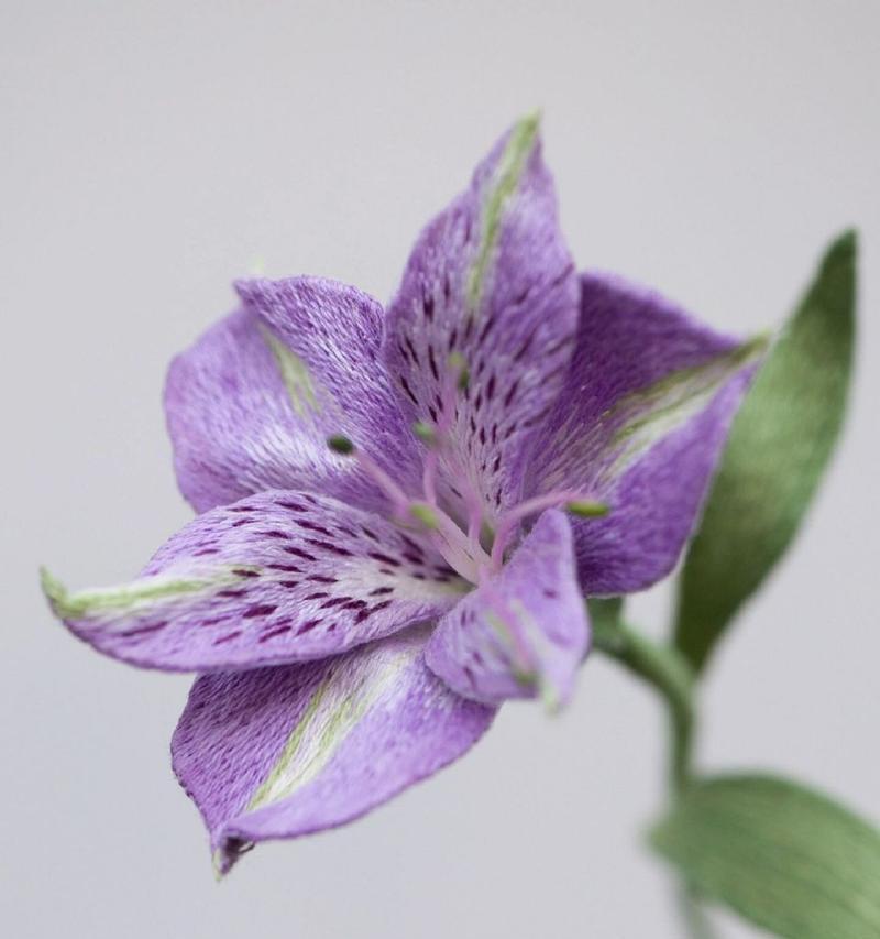 六头花的花语有何特别之处？