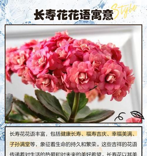 什么花在冬天的花语很美？哪种冬季花卉寓意深刻？