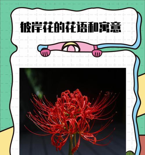 青花的花名是什么？它的花语和寓意是什么？