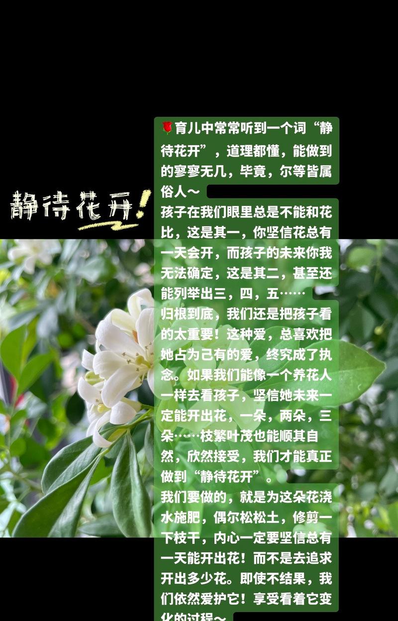 赞美邻家的花语有何特别含义？