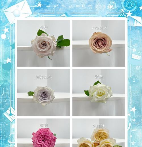 玫瑰花表达倾心的花语是什么？
