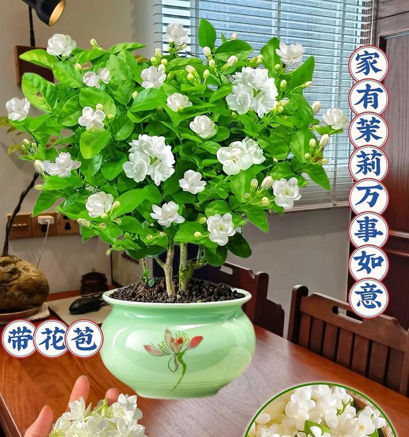 两面花树的花语代表什么？