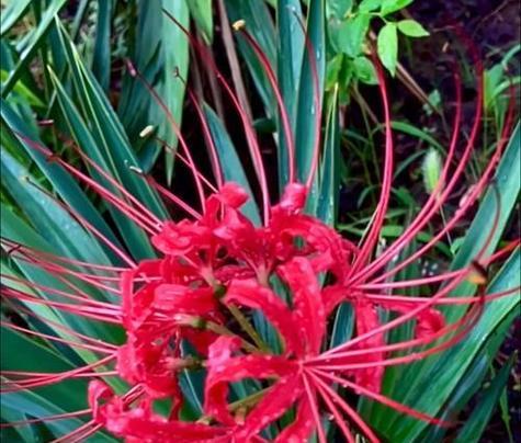 两面花树的花语代表什么？