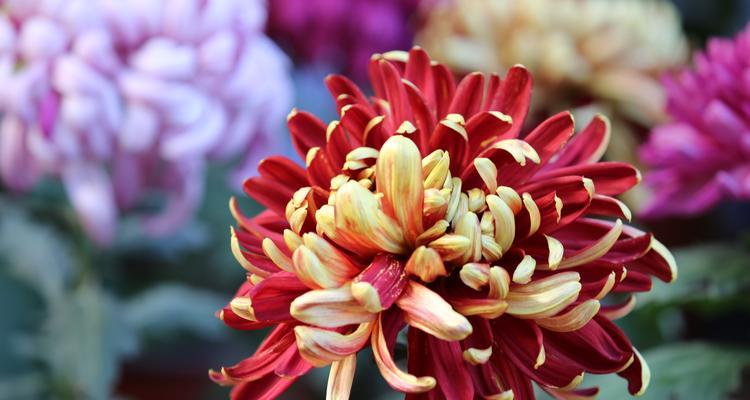 两面花树的花语代表什么？