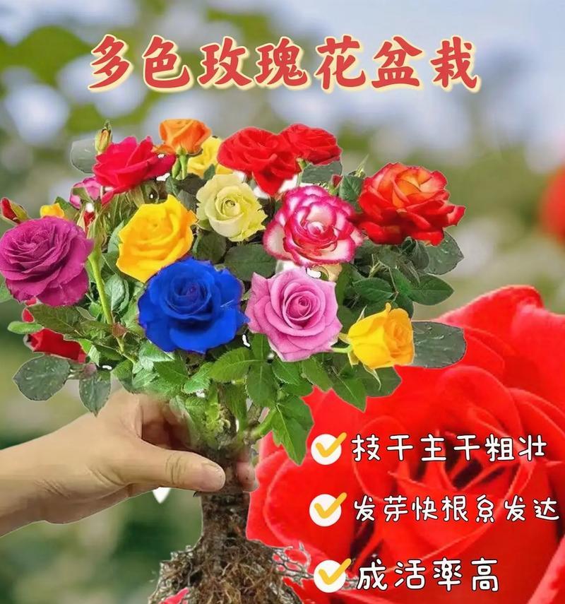 21朵玫瑰代表什么花语和寓意？21朵玫瑰的含义是什么？