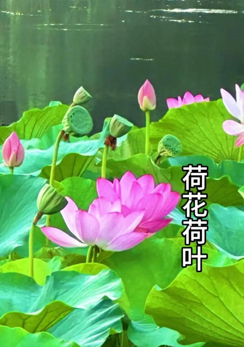 金色花语荷叶与母亲有何不同？金色花语荷叶的特别之处是什么？