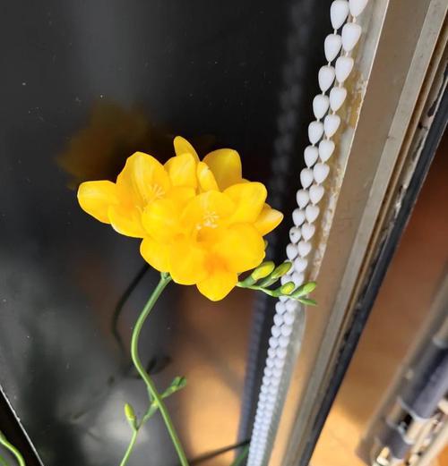 金色花语荷叶与母亲有何不同？金色花语荷叶的特别之处是什么？