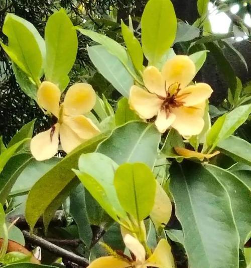含笑花的含义和花语是什么？含笑花代表了哪些美好的祝愿？