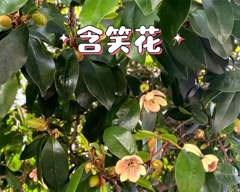 含笑花的含义和花语是什么？含笑花代表了哪些美好的祝愿？