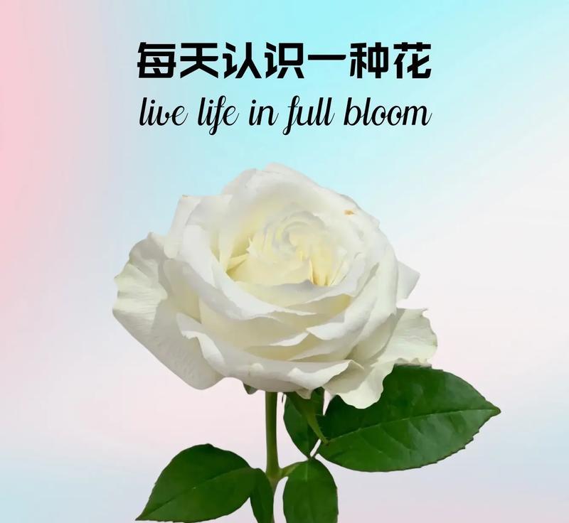 道具高兴时应该选择哪种花语？
