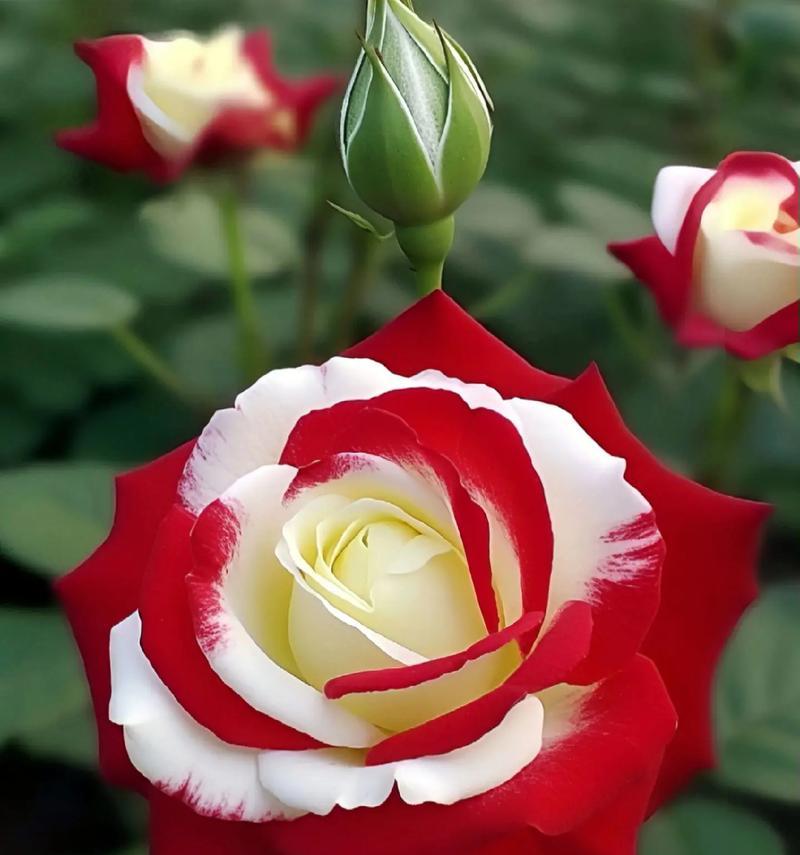 玫瑰朵花的花语是什么意思？玫瑰朵花代表了哪些情感？