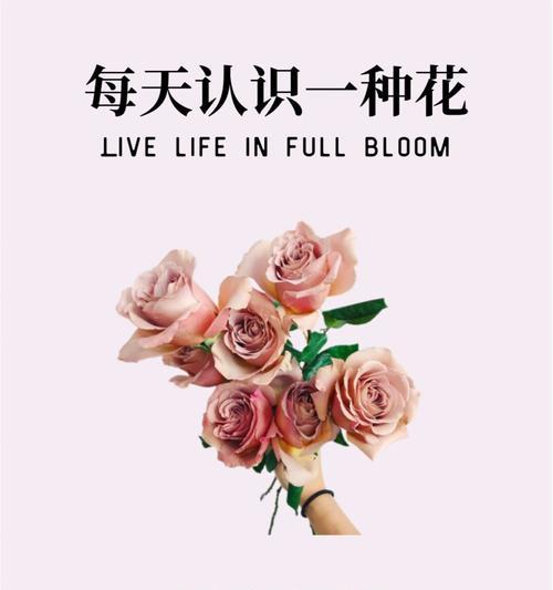 史上最温柔的玫瑰花语是什么？它如何成为爱的象征？