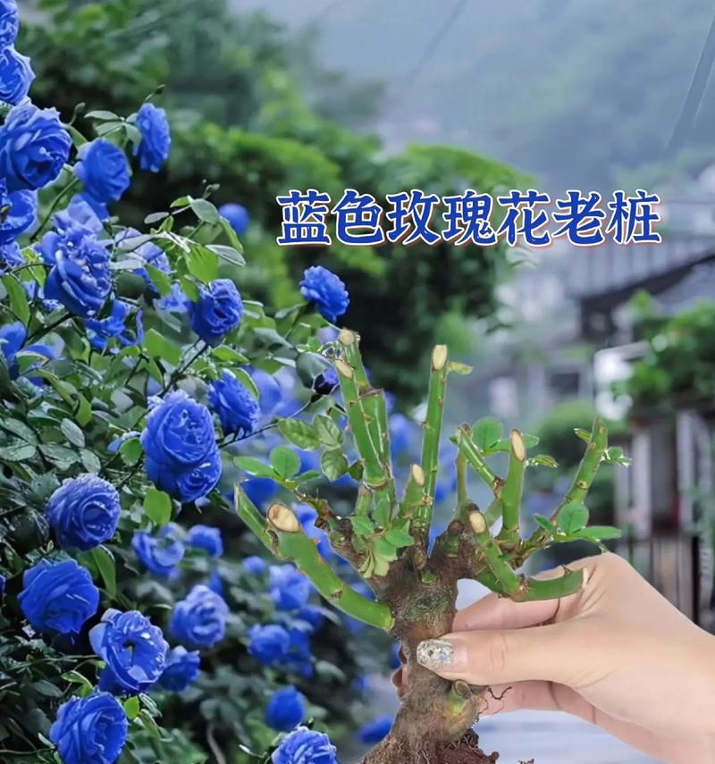 玫瑰和蓝玫瑰的花语有何不同？它们各自代表什么？