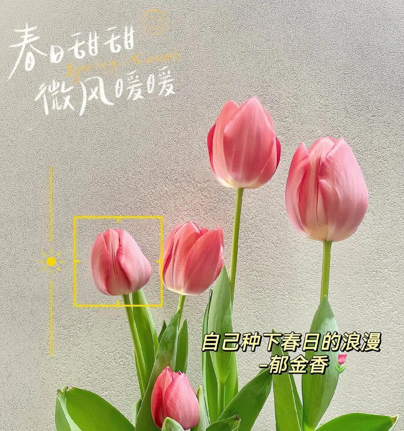 郁金香的花语代表什么？不同颜色有何不同寓意？