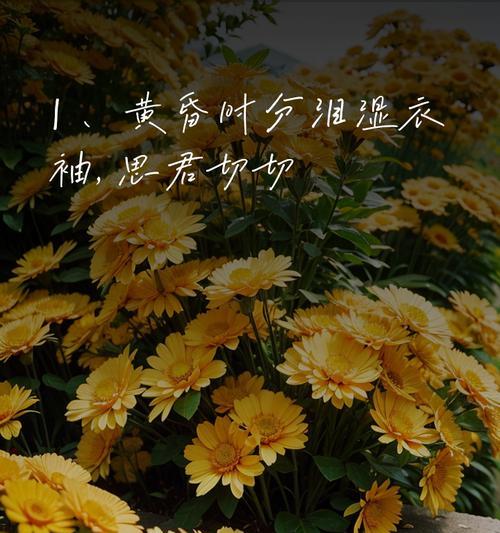 哪种花的花语象征短暂的离别？