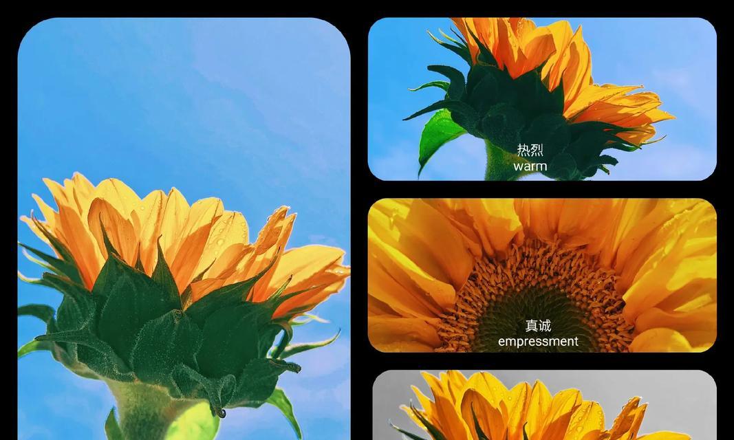 三八节向日葵花语有何寓意？