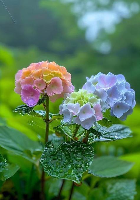 奉献与遗憾的花语是什么？哪种花代表奉献与遗憾？