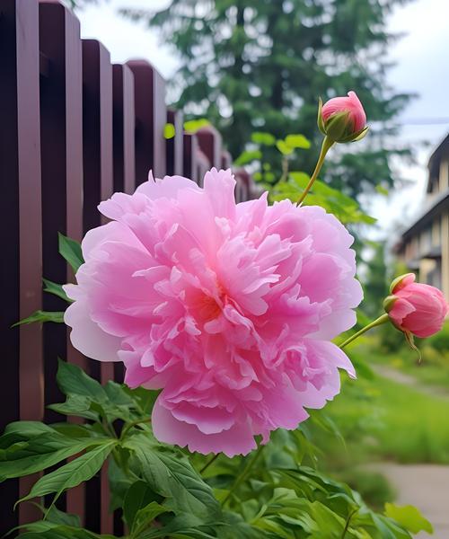 芍药花的寓意和花语是什么？它象征着什么？