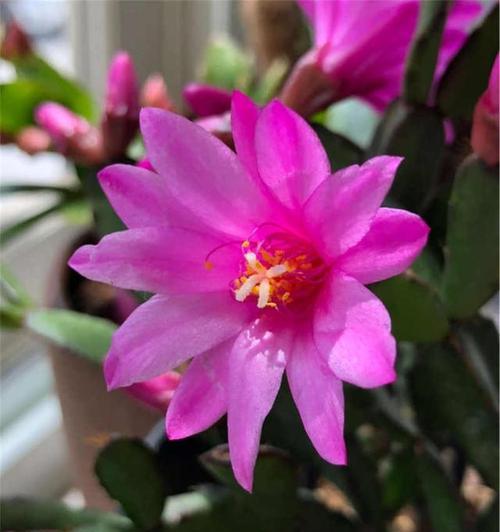 怀恋过去的花语有哪些？