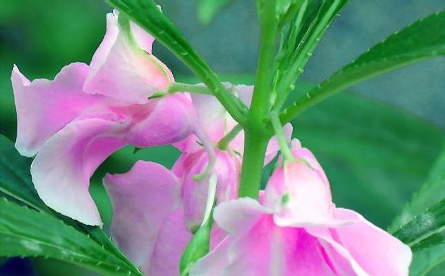 怀恋过去的花语有哪些？
