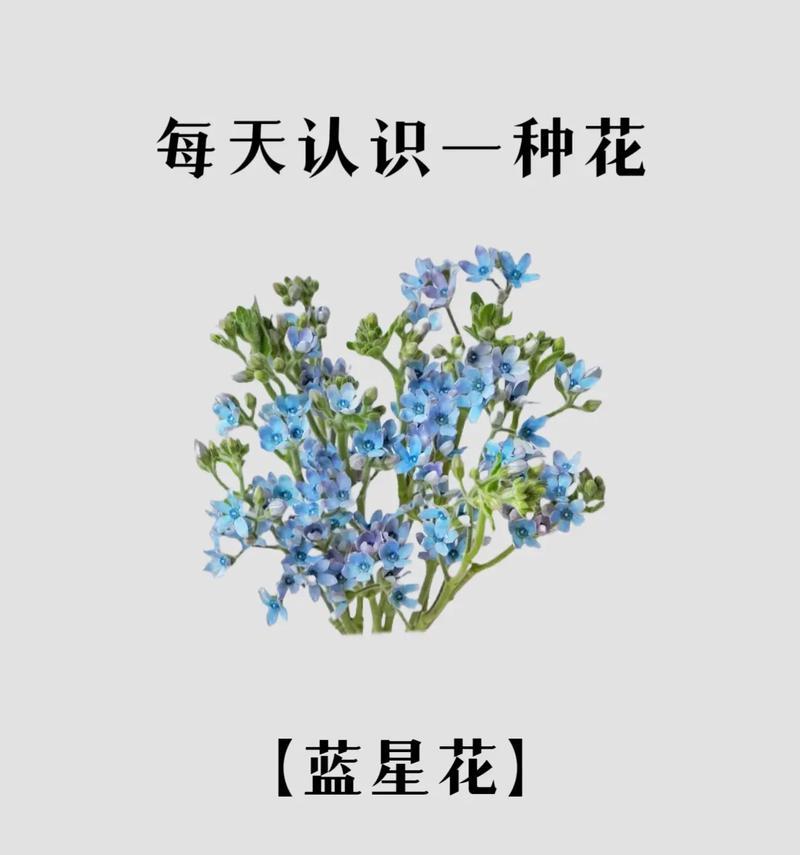 疯狂痴迷的花语具体指什么？