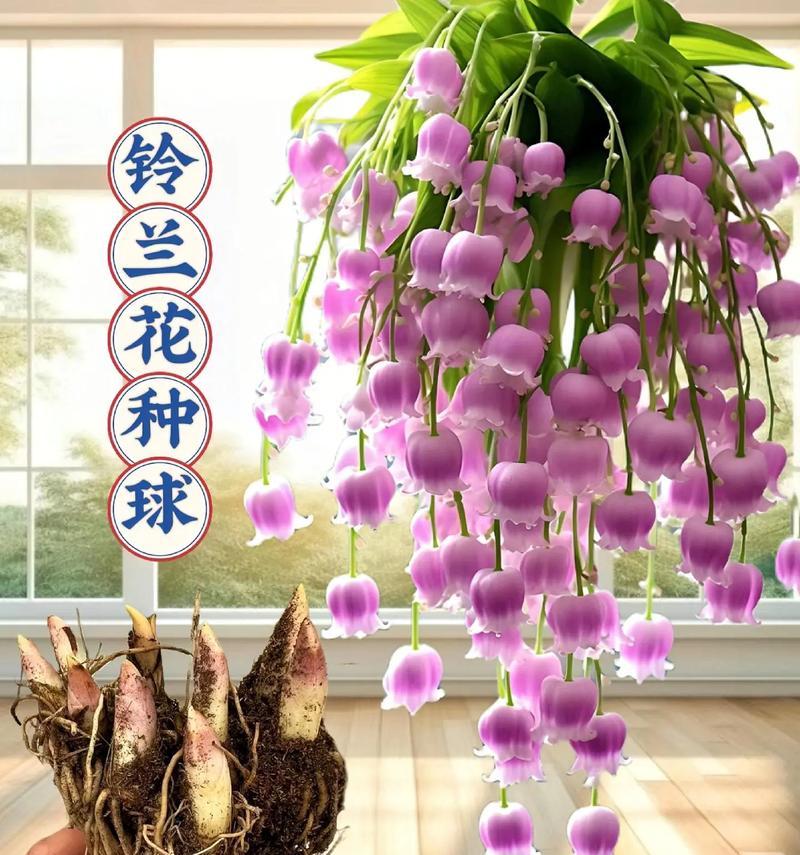 铃兰花有哪些不同的花语？