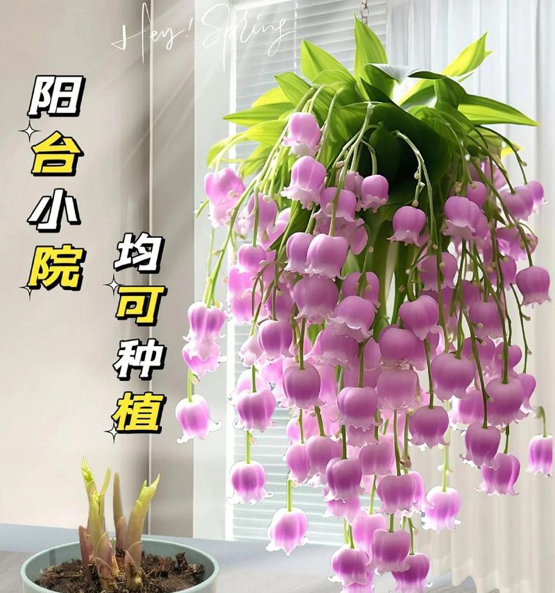 铃兰花有哪些不同的花语？