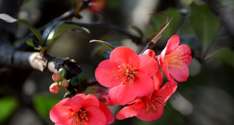 海棠花的花语是什么？它在花语中代表了什么？