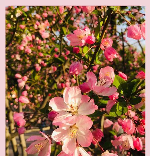 海棠花的花语是什么？它在花语中代表了什么？