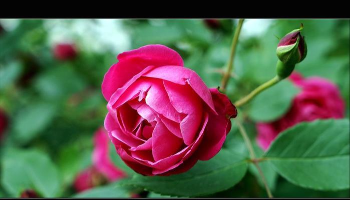月季花的花语有哪些？月季花语代表了什么含义？